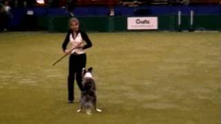 Tina Humphrey Crufts 2007 [upl. by Laiceps]