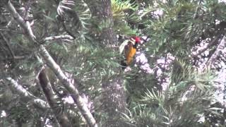 Common flameback or common goldenback Dinopium javanense at Yercaud [upl. by Ilrak42]