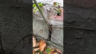 How does Japanese Knotweed cause Structural Damage [upl. by Aelram781]