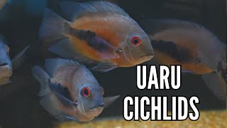 How to Keep Uaru Cichlids  Complete Care amp Breeding Guide [upl. by February]