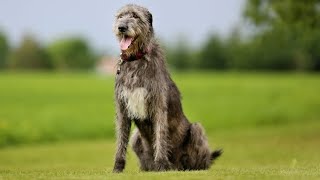 Lobero irlandés o Irish Wolfhound  Hogarmanía [upl. by Llenrod243]