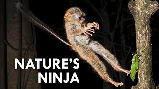 Tarsiers Creepy Little Ninjas [upl. by Ecneret]