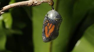 Monarch butterfly emerging time lapse [upl. by Alvarez526]