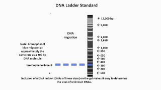 DNA Ladder Standard Definition [upl. by Anayik]