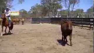 Kilkivan 2013 Open Draft Cut Out Run Off [upl. by Rorrys842]