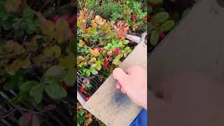 Beautiful lingonberry harvesting cranberry lingonberry berryfarm [upl. by Anhsirk]