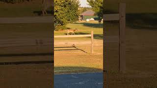 Pawhuska Wildlife DEER [upl. by Larrie]