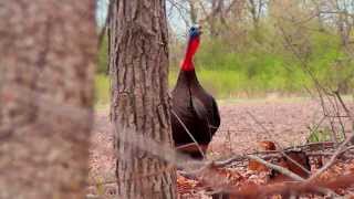 Wisconsin Spring Turkey Hunt [upl. by Onaivatco]