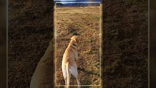 Walking the dogs  yellow labrador retriever  arctic  181024 [upl. by Calabresi]