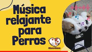 🎆 Música Relajante para Perros que Tienen Miedo a la Pirotecnia ChawGuau [upl. by Er412]