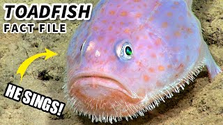 Toadfish Facts the SINGING Fish 🎵 Animal Fact Files [upl. by Ellga943]