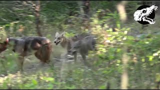 Coyotes Attack Our Dog In The Woods  Coyote Hunting With Decoy Dog [upl. by Nathaniel]