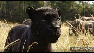 The Jungle Book 2016 bagheera vs sharekhan Hollywood movie clips [upl. by Luna784]