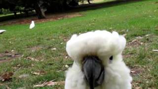 Sulphur Crested Cockatoo Attack [upl. by Picker577]