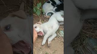 Dog sound  dog video  dog barking  dog barking sound  dog voice  dog mating  dog song shorts [upl. by Swanhilda]