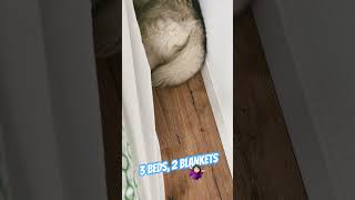 Hundebetten sind wohl nur Deko 😌 dogmom malamute doglover doglife dog husky funnydogs [upl. by Stickney464]