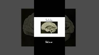 Whats in our brains besides the brain matter 👽 brains brainanatomy animation [upl. by Ynnel]