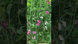 LATHYRUS ODORATUS quotRED ROVERquot marimarvlog3757 shourts [upl. by Yretsym]