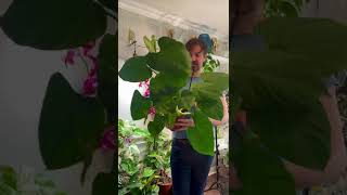 Wow my Philodendron Fuzzy Petiole is so big [upl. by Adnoval]