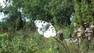 Parnassius apollo apollo [upl. by Ellerret]