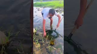 Why is this carp so thin and long 这条鲤鱼为什么这么瘦长 Xiaomei fishingfun fishinglife rurallife [upl. by Orgell]