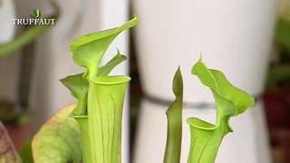 Quelles plantes carnivores choisir   Truffaut [upl. by Magas]