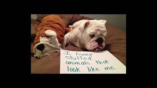 Top Dog Shaming Pictures Part 1 [upl. by Ialda]