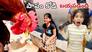 ఈసారి మాత్రం video మాములుగా ఉండదు పోండి  కోడి వీళ్ళ అరుపులకే  బయపడింది 🐓 పాపం [upl. by Hirschfeld]