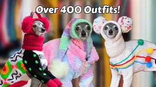 Tikas Outfits Italian Greyhound with Over 400 Outfits [upl. by Bibby]