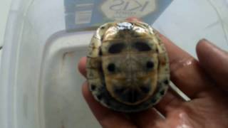 Baby turtle Cuora amboinensis [upl. by Thera]