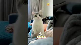 Funny Cat 😂😂 shorts comedy foryou youtubeshorts 🤣 [upl. by Beberg732]