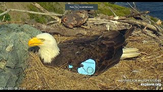 RAVEN DESTROYS EAGLE EGGS IN NEST [upl. by Eppillihp]