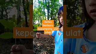 Safwa berburu kepompong ulat Johar menjadi kupu kupu funny leika baby [upl. by Alejna]