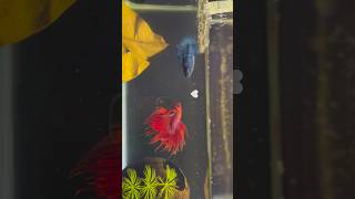 Betta fish breeding 🥰 Part 1 shorts bettafish breeding [upl. by Nwadahs]