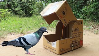 Quick Bird Trap  Easy Technique Pigeon Trap Using Cardboard Box [upl. by Aneeuqal]