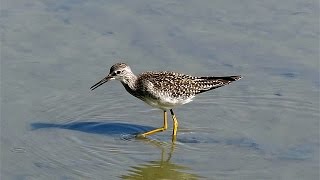 Greater Yellowlegs Feeding  Delta British Columbia [upl. by Malamud]