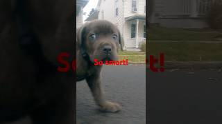 Wait to see his ears flop So cute dog puppy puppyvideos puppies Sub to win [upl. by Buschi]