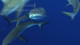 Shark TV  Grey Reef Sharks Bumping Into The Cameraman While Feeding  No Pb  Just Keep Cool [upl. by Salchunas]