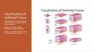 Epithelial Tissue Histology [upl. by Fiel828]