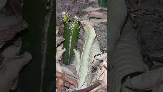 Can dragon fruit be grown easilyDragon Fruit Propagation🌱🌱dragonfruitpropagationshorts [upl. by Tedder]