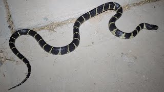 California Kingsnake [upl. by Ledniahs]