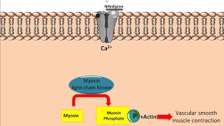 Mechanism of action for Calcium Channel Antagonists [upl. by Ylrebma]