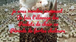 je vous montre comment je fais lélevage des poulets de chairs en période de fortes chaleurs [upl. by Krystyna]