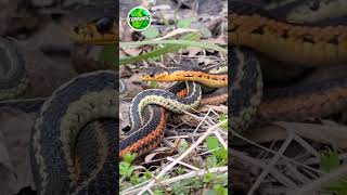 Accouplement de la superbe Couleuvre rayée Thamnophis sirtalis 🤩🤩🤩 Québec ce weekend terrario [upl. by Neville149]