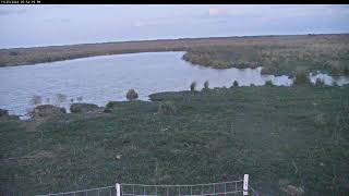 Attwater Prairie Chicken NWR Live Stream [upl. by Nelle487]