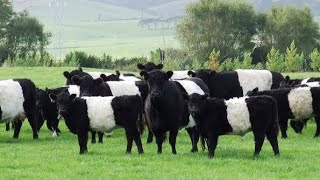 Belted Galloway Breed [upl. by Papp256]