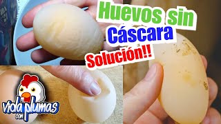 Huevos Blandos ¿Por qué mí Gallina pone huevos sin cáscara QUÉ HACER Solución casera y natural [upl. by Boar979]