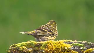 European Serin Verdecillo Serinus serinus [upl. by Frida]