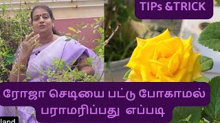 how to select rose plant plant maintain pplant fouring water in Tamil👍🏻 [upl. by Aicineohp]