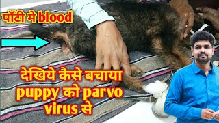 parvo virus। puppy recovered from deadly parvo virus [upl. by Aalst]